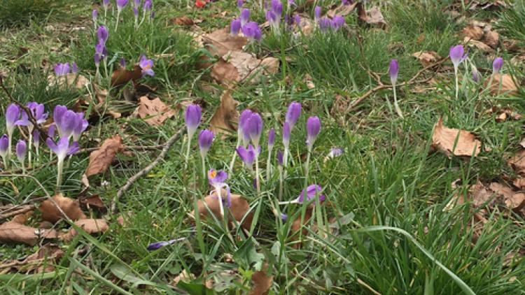 März 2021: So wie hier in Hünxe beginnen die Krokusse auch an den anderen Standorten zu blühen. Sieht besser aus und bietet Futter für Insekten.